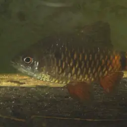 Black Fin Barb, photo 4