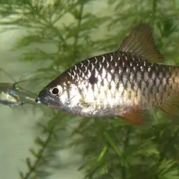 Black Fin Barb, photo 5