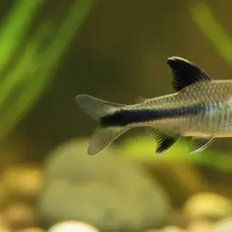 Black Fin Barb, photo 6