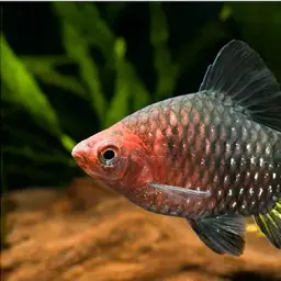Black Ruby Barb, photo 1