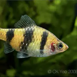 Black Ruby Barb, photo 3