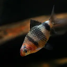 Black Ruby Barb, photo 4