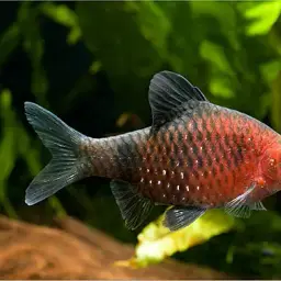 Black Ruby Barb, photo 5