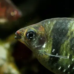 Black Ruby Barb, photo 6