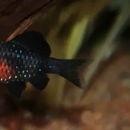 Black Ruby Barb, photo 7