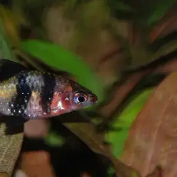 Black Ruby Barb, photo 8
