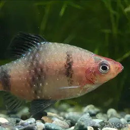 Black Ruby Barb, photo 9