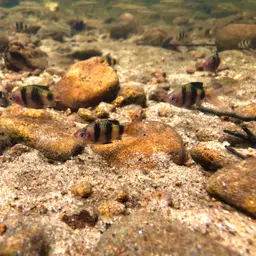 Black Ruby Barb, photo 11