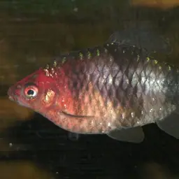 Black Ruby Barb, photo 2