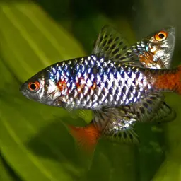 Odessa Barb, photo 1