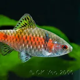 Odessa Barb, photo 2