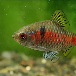 Odessa Barb, photo 3