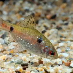 Odessa Barb, photo 4