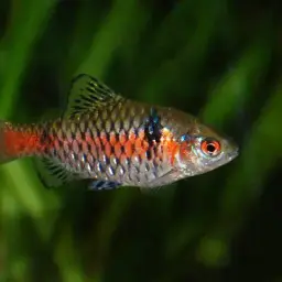 Odessa Barb, photo 5