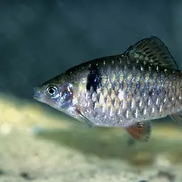 Odessa Barb, photo 6
