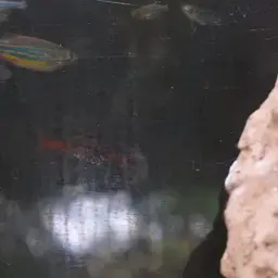 Odessa Barb, photo 7