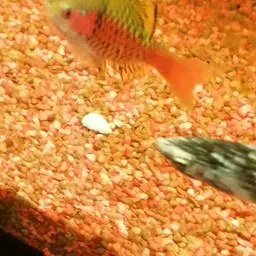 Odessa Barb, photo 9
