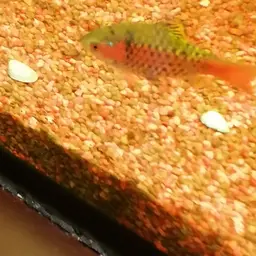 Odessa Barb, photo 10
