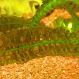 Odessa Barb, photo 11