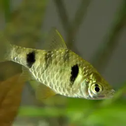 Dwarf Barb, photo 1