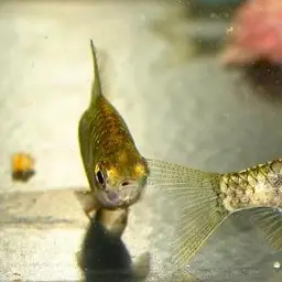 Dwarf Barb, photo 2