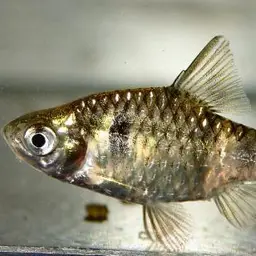 Dwarf Barb, photo 3