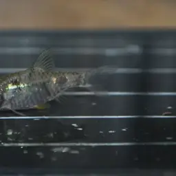 Dwarf Barb, photo 4