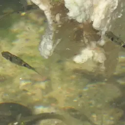 Dwarf Barb, photo 5