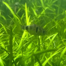Dwarf Barb, photo 6
