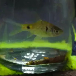 Dwarf Barb, photo 7