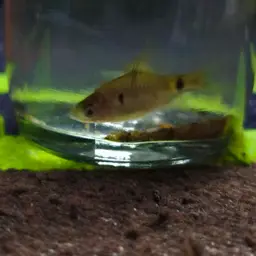 Dwarf Barb, photo 8