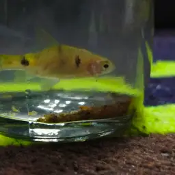 Dwarf Barb, photo 9