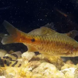 Pookode Lake Barb, photo 2