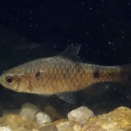 Pookode Lake Barb, photo 3