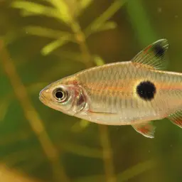 Pookode Lake Barb