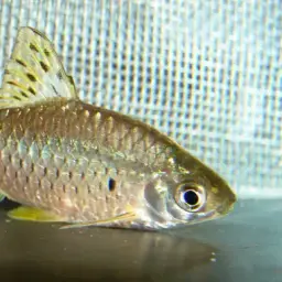 Dotted Sawfin Barb, photo 2