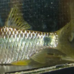 Dotted Sawfin Barb, photo 3