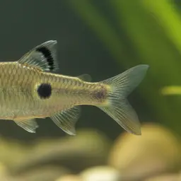Dotted Sawfin Barb, photo 1