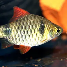 Redfin Two-banded Carplet
