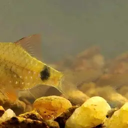 Redfin Two-banded Carplet, photo 2