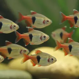 Redfin Two-banded Carplet, photo 3