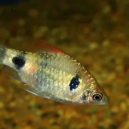 Indigo Barb