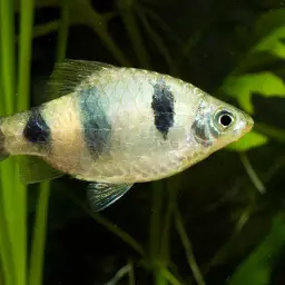 Indigo Barb, photo 2