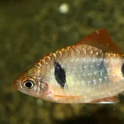 Indigo Barb, photo 3
