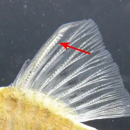 Indigo Barb, photo 4