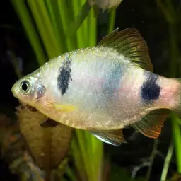 Indigo Barb, photo 5