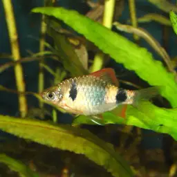Indigo Barb, photo 6