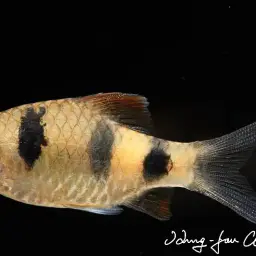 Indigo Barb, photo 7