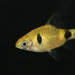 Indigo Barb, photo 8