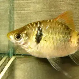 Indigo Barb, photo 9
